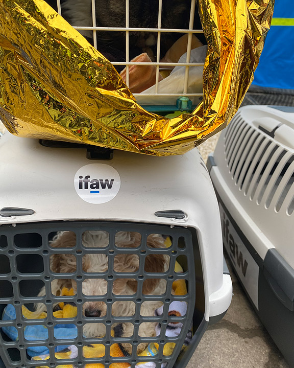 Dogs in Crates Refugees from Ukraine