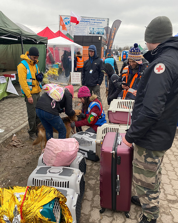 Refugees in transition